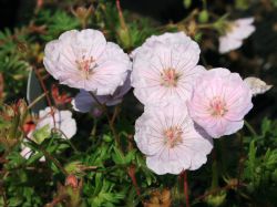Gestreifter Blut Storchschnabel - Geranium sanguineum var.striatum