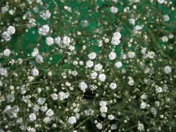 Rispiges Schleierkraut - Gypsophila paniculata 'Bristol Fairy'