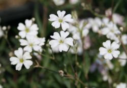 Teppich-Schleierkraut, Gypsophila repens, Topfballen