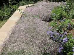 Kriechendes Schleierkraut - Gypsophila repens 'Rosenschleier'