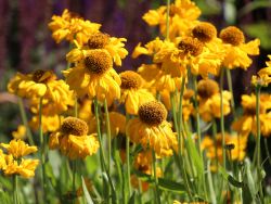 Sommer Sonnenbraut - Helenium bigelovii 'The Bishop'