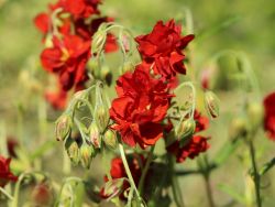 Sonnenröschen `Rubin`, Helianthemum x hybridum `Rubin`, Topfballen