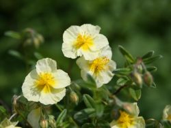 Sonnenr�schen - Helianthemum x hybridum 'Wisley Primrose'