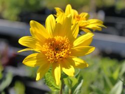 Garten Stauden Sonnenblume - Helianthus decapetalus 'Capenoch Star'
