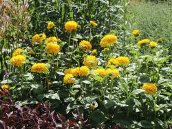 Garten Stauden Sonnenblume - Helianthus decapetalus 'Soleil d'Or'