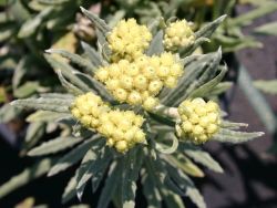 Turkestan - Strohblume