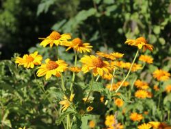 Baumschule Horstmann: Sonnenauge, Heliopsis helianthoides var.scabra, Topfballen