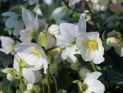 Helleborus niger Schwarze Christrose
