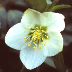 Baumschule Horstmann: Schwarze Christrose, Helleborus niger, Topfballen