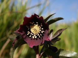 rote Helleborus-Hybride Foto Horstmann