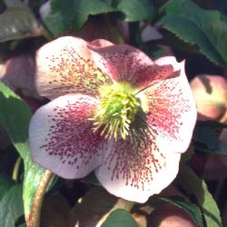 Baumschule Horstmann: Frühlings-Nieswurz, Helleborus orientalis rot, Topfballen