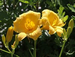 Garten Taglilie - Hemerocallis x hybrida 'Stella de Oro'