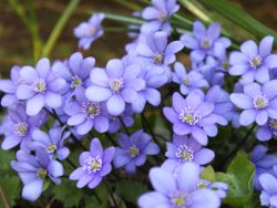 Leberblümchen, Hepatica nobilis, Topfballen