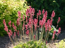 Garten-Purpurgl�ckchen 'Leuchtk�fer', Heuchera sanguinea 'Leuchtk�fer'