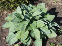 Blaublatt Funkie - Hosta sieboldiana