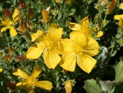 Zwerg Johanniskraut - Hypericum olympicum