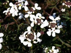 Schleifenblume