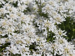 Immergr�ne Schleifenblume - Iberis sempervirens