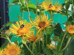 Echter Alant - Inula helenium