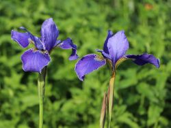 Sibirische Garten Schwertlilie - Iris sibirica 'Perrys Blue'