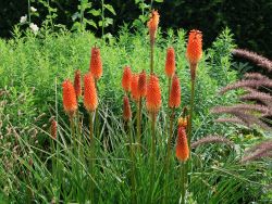 Garten Fackellilie - Kniphofia uvaria 'Alcazar'