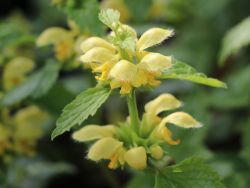 Florentiner Goldnessel - Lamiastrum galeobdolon 'Florentinum'