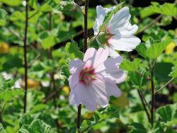 Garten Busch Malve - Lavatera olbia 'Barnsley'