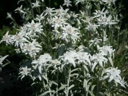 Alpen Edelwei� - Leontopodium alpinum