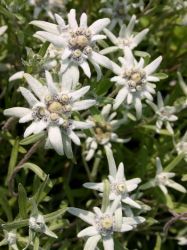 Alpen-Edelwei�, Edelwei�, Leontopodium alpinum, Topfballen