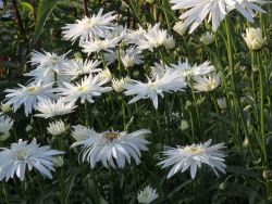 Sommer-Garten-Margerite, gef�llt - Leucanthemum Max.-Hyb., gef�llt