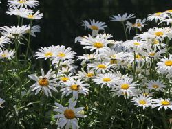 Sommer Garten Margerite - Leucanthemum x superbum 'Silberprinzesschen'