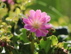 Bitterwurz - Lewisia cotyledon