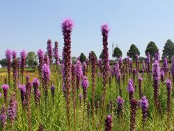 �hrige Prachtscharte - Liatris spicata