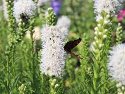 �hrige Garten-Prachtscharte 'Floristan Wei�' - Liatris spicata 'Floristan Wei�'
