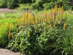 Przewalski Kerzen Goldkolben - Ligularia przewalskii