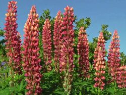 Gartenlupine Schlossfrau - Lupinus polyphyllus 'Schlossfrau'