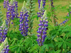 Gartenlupine - Lupinus polyphyllus 'Kastellan'