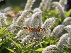 Schnee-Felberich, Lysimachia clethroides, Topfballen