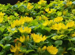 M�nzkraut / Pfennigkraut - Lysimachia nummularia