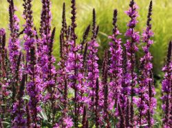 Blut Weiderich - Lythrum salicaria