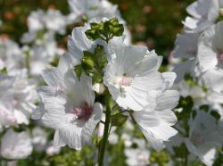 Malva moschata Alba Foto Horstmann