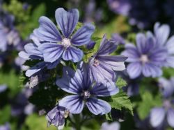 Malva syvestris Primley Blue Foto Horstmann