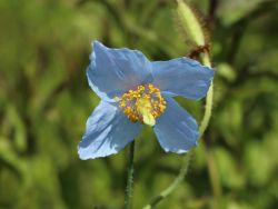 Tibet Scheinmohn - Meconopsis betonicifolia