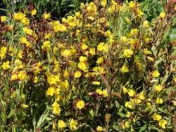 Oenothera tetragona Hohes Licht