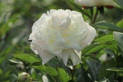 Garten Pfingstrose - Paeonia lactiflora 'wei� gef�llt'