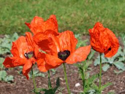 Orientalischer Mohn, Papaver orientale, Topfballen
