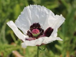 Orientalischer Mohn - Papaver orientale 'Royal Wedding'