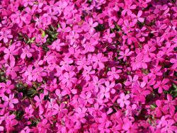 Teppich Flammenblume / Polsterphlox - Phlox douglasii-hybride 'Crackerjack'