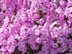 Wiesenphlox Rosalinde Foto Horstmann
