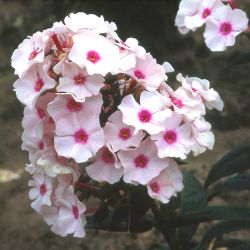Phlox Bright Eyes Foto Horstmann